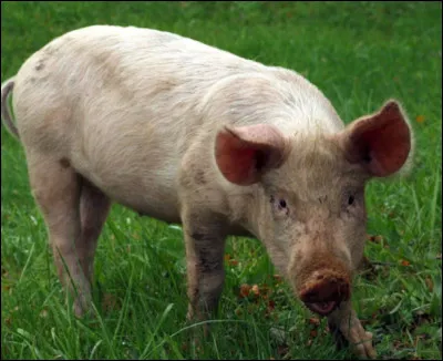 Quel est le poids d'un porc ?