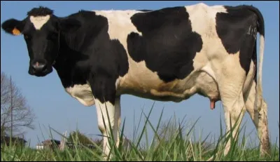 Combien coûte une vache ?