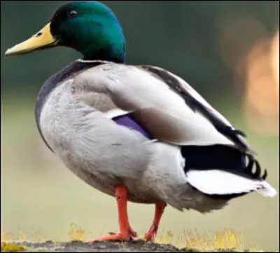 Quelle est la taille de couvée du canard ?