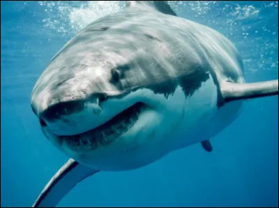 Quelle est l'espérance de vie d'un requin ?