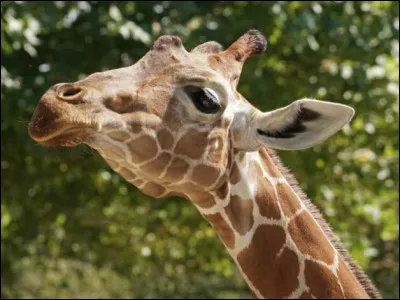 Quel est le poids d'une girafe adulte ?