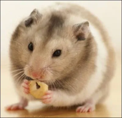 Combien de petits le hamster peut-il mettre au monde en même temps ?