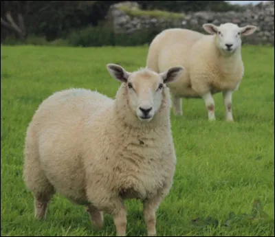 Quel est le poids d'un mouton femelle ?