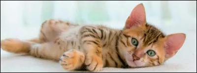 Combien de temps dort un chat quotidiennement ?