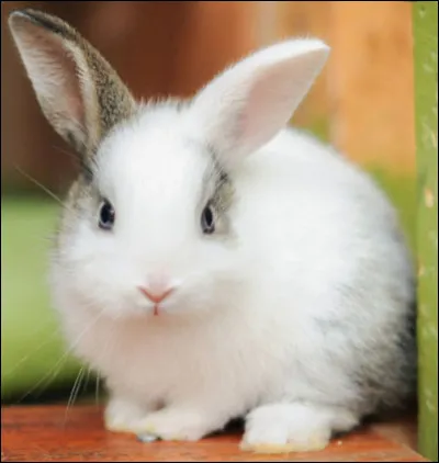 Combien pèse un lapin ?