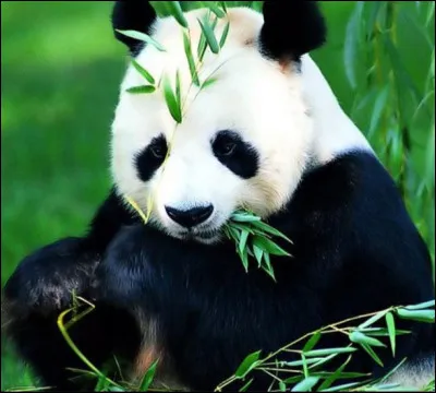 Combien de temps dure la gestation chez le panda ?