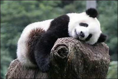 Comment est le pelage du panda géant ?