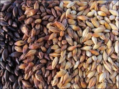 Les céréales composant la bière peuvent être...