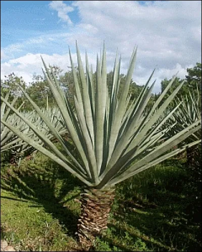 Quelle est la particularité des séraphins ?