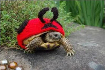 C'est sur un nid de pucerons qu'ils se virent pour la première fois, et en un clin d'oeil, ce fut le coup de foudre, bon au niveau galipettes ce n'était pas terrible, alors ce fut le missionnaire, et rien d'autre, j'ai l'immense joie de vous faire part du baptême de la petite ...