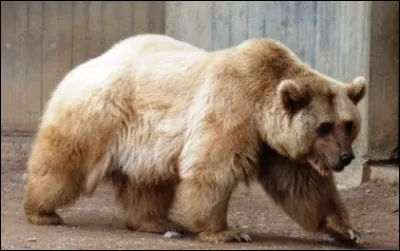 Celui-ci, vous n'avez que peu de chance de le rencontrer, mais il a une grosse différence avec les précédents, c'est le seul de ce questionnaire qui existe vraiment !