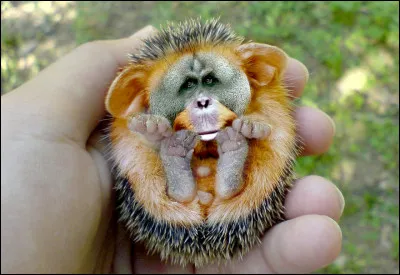 L'accouplement fut épineux, mais ça en valait la peine !