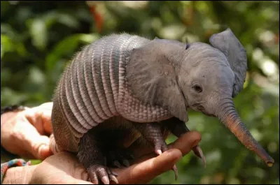 Le trajet fut très long, mais ils ont fini par se rencontrer, l'accouplement fut difficile ...
