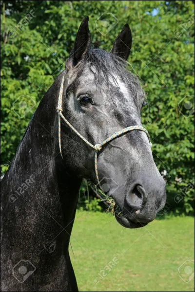 Quelle est la robe de ce cheval ?