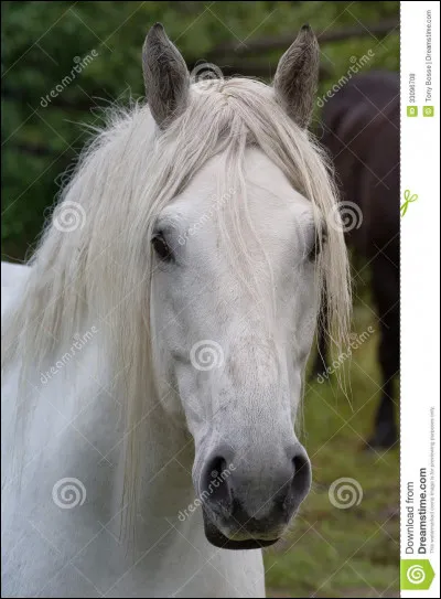 Quelle est la race de ce cheval ?