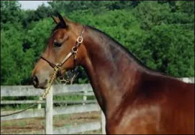 Trouvez la race de ce cheval !