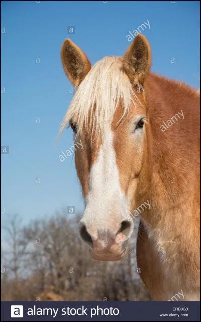 Quelle est la robe de ce cheval ?