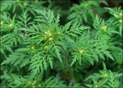 Les baleines &agrave; bosse mangent dans...