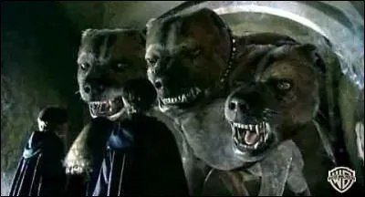 Comment s'appelle le chien à trois têtes de Hagrid ?