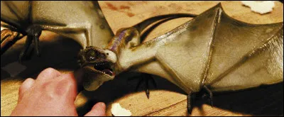 Comment s'appelle le dragon d'Hagrid ?