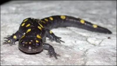 Qu'est-ce qui qualifie un animal dit poïkilotherme ?