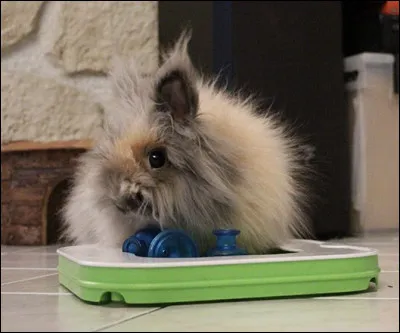 Les jeux d'intelligence ont-ils un intérêt chez le lapin ?