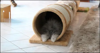Le tunnel pour les chats sont-ils aussi adaptés aux lapins ?