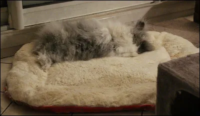 La lapin a-t-il vraiment besoin d'un tapis ?