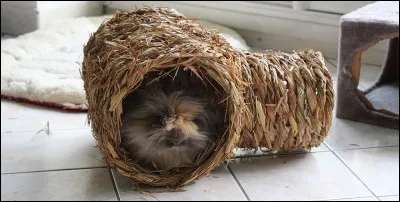 Le tunnel en foin est-il apprécié des lapins ?