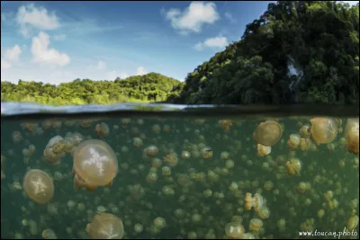Un lac de méduses complètement inoffensives ! Surprenant non ?