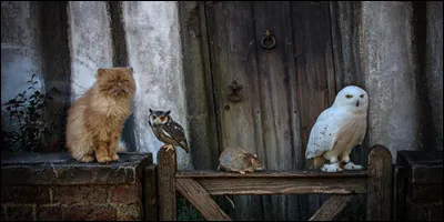 Quel est ton animal préféré ?