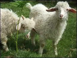 Une chvre peut produire jusqu' 1230 litres de lait chaque anne.