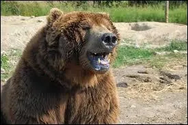 L'ours brun, bien qu'il possde un excellent flair, a une trs mauvaise vue : il ne peut identifier un objet  plus de 15 mtres.