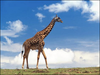 De quelle couleur est la langue d'une girafe ?