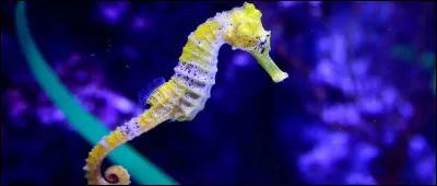 L'hippocampe est un poisson :