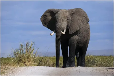 L'éléphant est l'animal terrestre le plus lourd :
