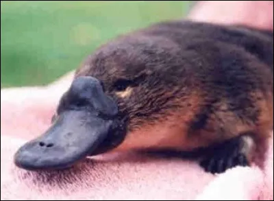 Quelle est la particularité de l'ornithorynque ?