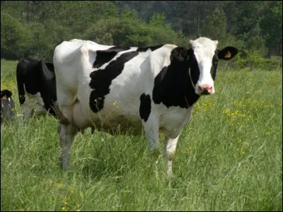 De quel animal descend la vache ?