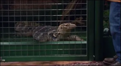 Comment s'appelle le lézard ?