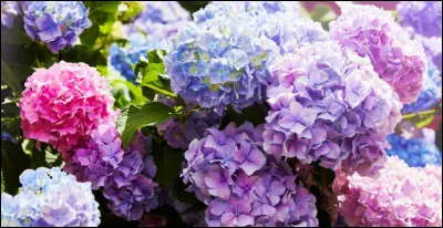 Où trouve-t-on l'hortensia ?