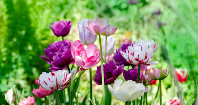 Comment dit-on "tulipe" en anglais ?