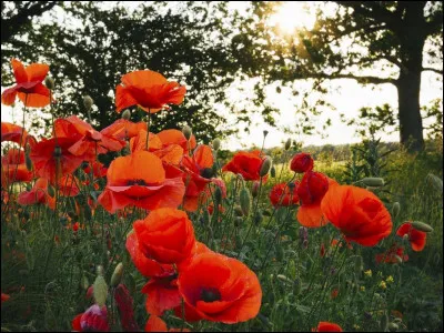 "Coquelicot" s'écrit :