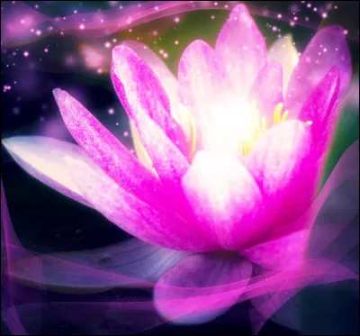 Trouvez-moi la fleur de lotus.