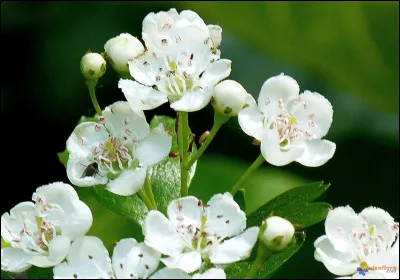 Comment dit-on "aubépine" ?