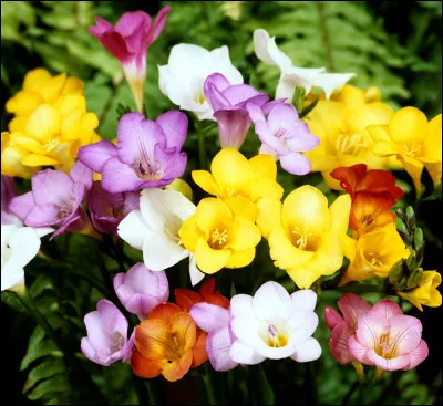 Où se cache donc le "splendide freesia" ?