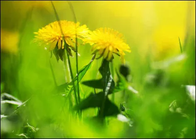 L'anglais exact de "pissenlit" est...