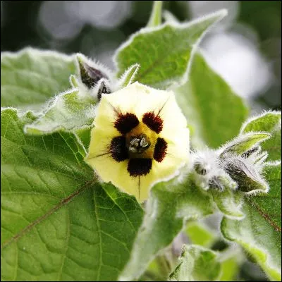Quelle fleur est couramment appelée lanterne japonaise ?