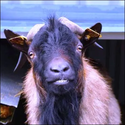 Comment appelle-t-on le petit du bouc et de la chèvre ?