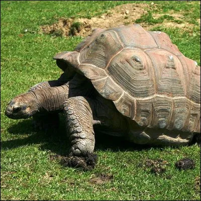 Quel chanteur français est surnommé la "Tortue" ?