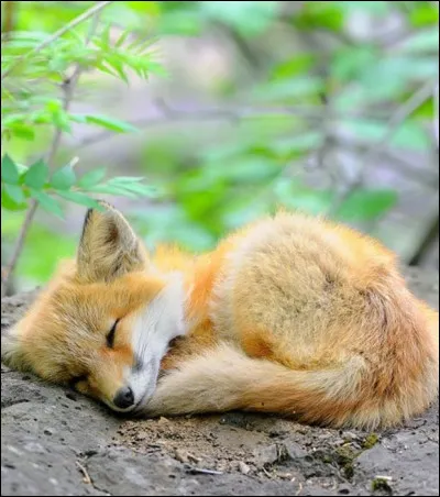 Que mange les renards ?